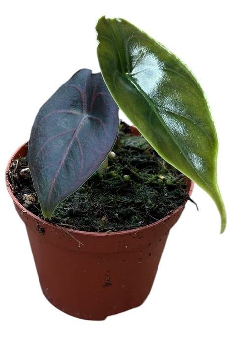 Alocasia azlanii