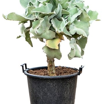 Kalanchoe beharensis