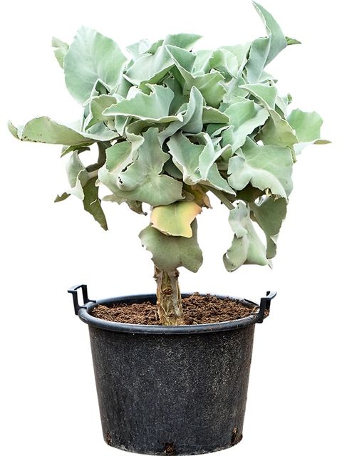 Kalanchoe beharensis
