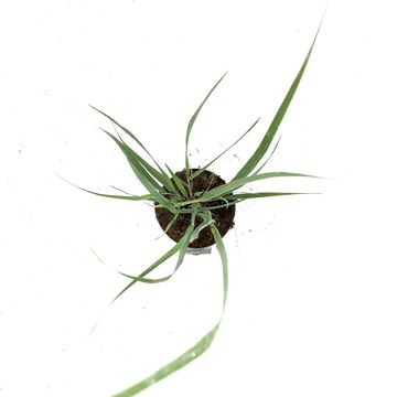 Panicum virgatum 'Northwind'