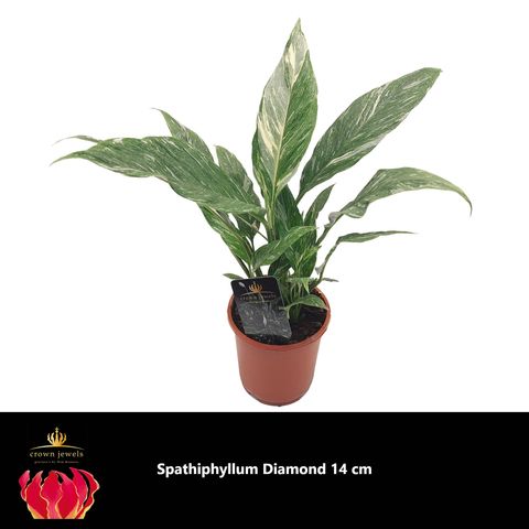 Spathiphyllum DIAMOND