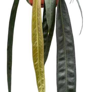 Anthurium wendlingeri