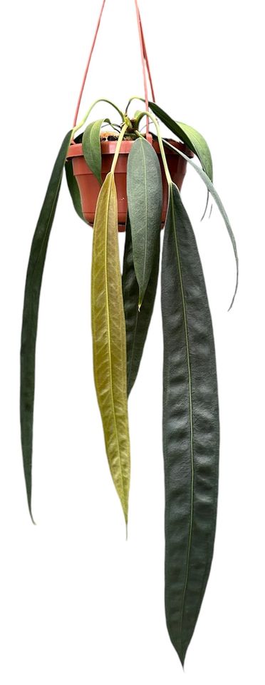 Anthurium wendlingeri