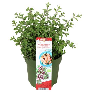 Origanum vulgare 'Gold Nugget'