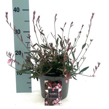 Gaura lindheimeri 'Siskiyou Pink'