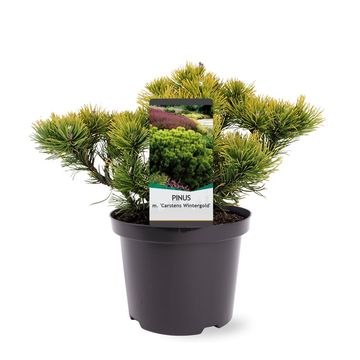 Pinus mugo 'Carsten'