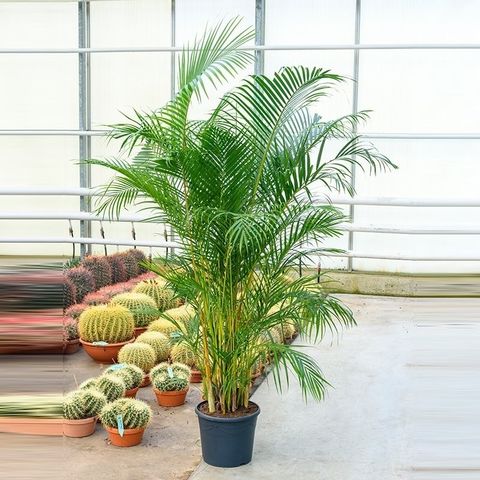 Dypsis lutescens