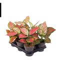 Aglaonema 'Crimson Love'