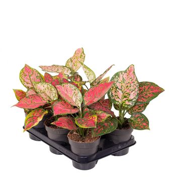 Aglaonema 'Crimson Love'