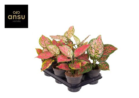 Aglaonema 'Crimson Love'