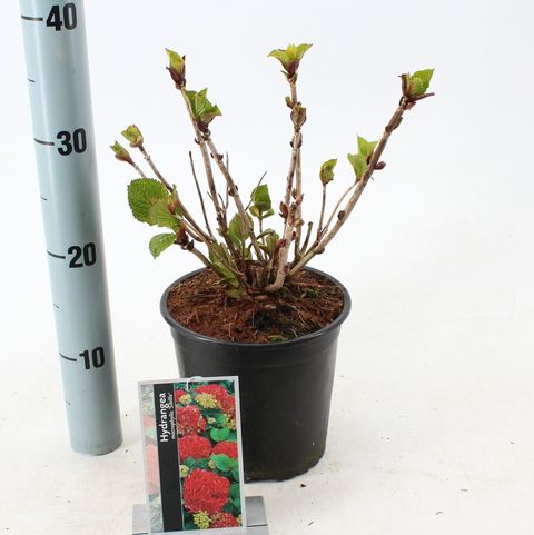 Hydrangea macrophylla 'Masja'