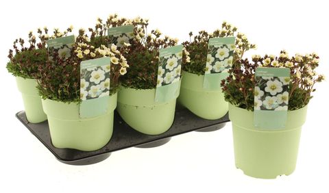 Saxifraga TOURAN WHITE