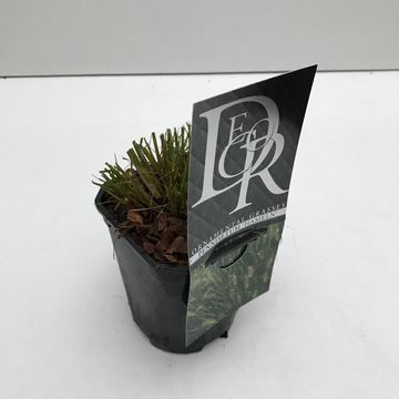 Pennisetum alopecuroides 'Hameln'