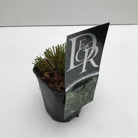 Pennisetum alopecuroides 'Hameln'