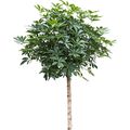 Schefflera arboricola