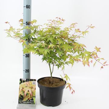 Acer palmatum 'Little Princess'