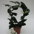 Stephanotis floribunda