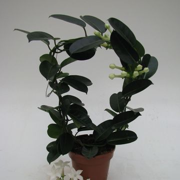 Stephanotis floribunda