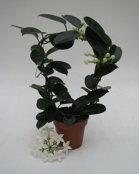 Stephanotis floribunda