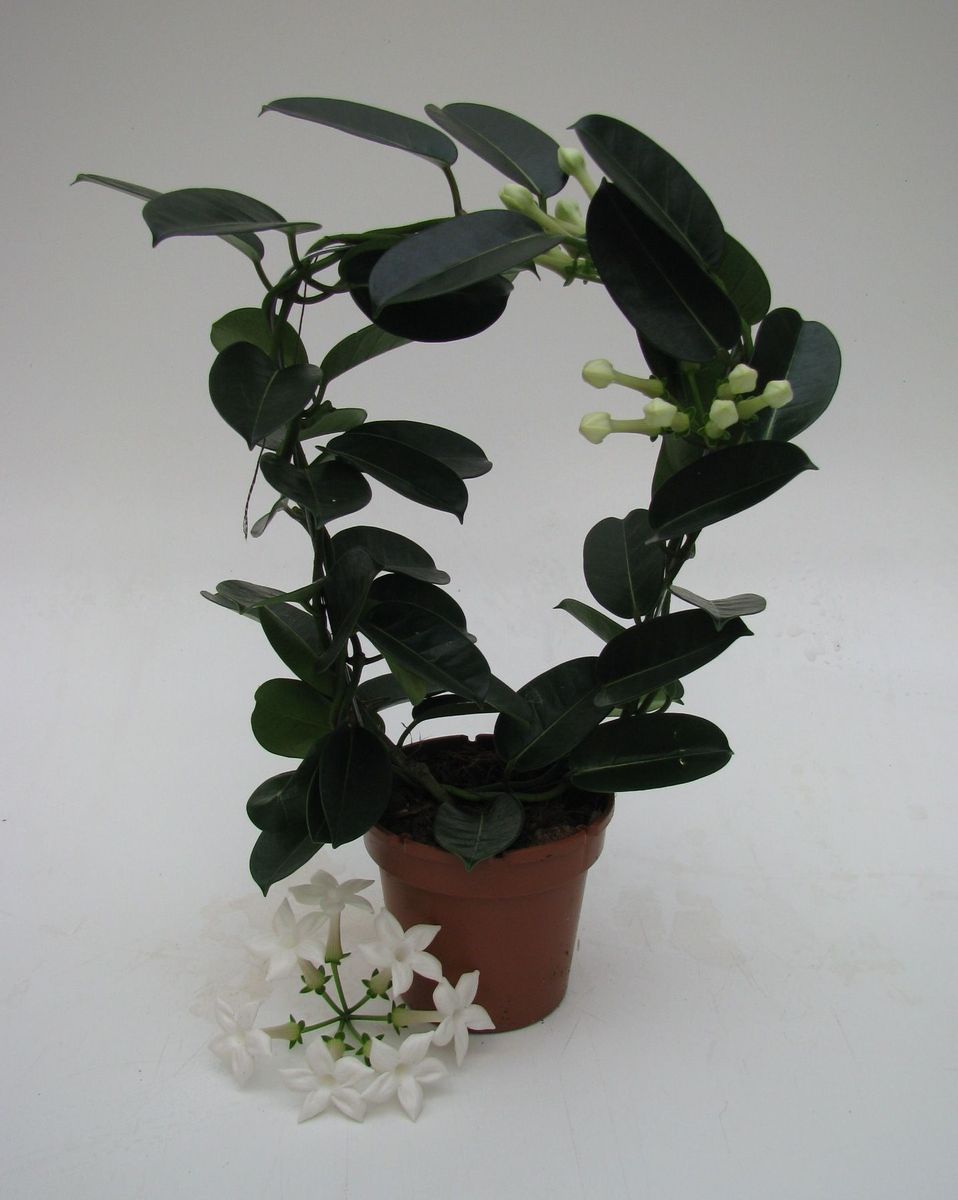 Stephanotis floribunda  Pflanzengrohandel FlorAccess