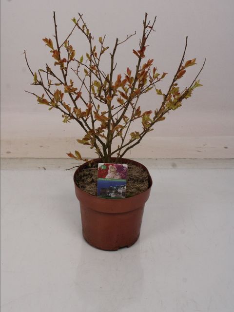 Lagerstroemia indica