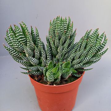 Haworthia fasciata