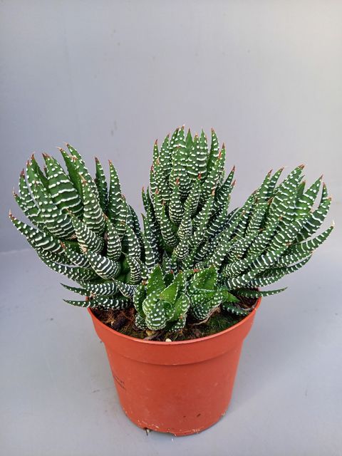 Haworthia fasciata