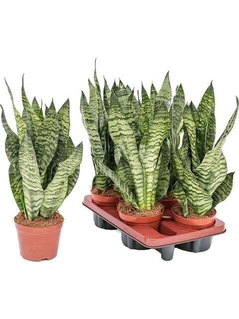 Sansevieria zeylanica 'Compacta'