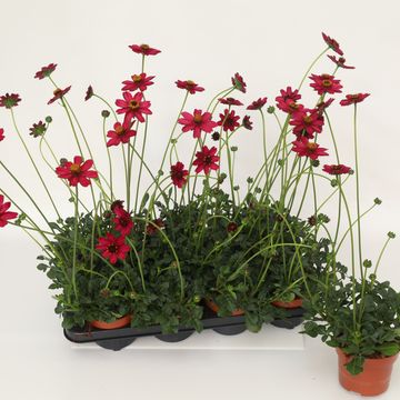 Cosmos atrosanguineus CHERRY CHOCOLATE