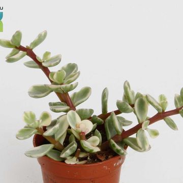 Portulacaria afra 'Variegata'