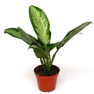 Aglaonema 'Jubilee Compacta'