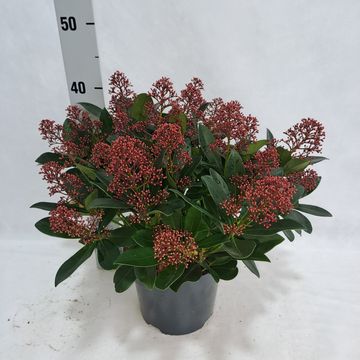 Skimmia japonica 'Rubella'