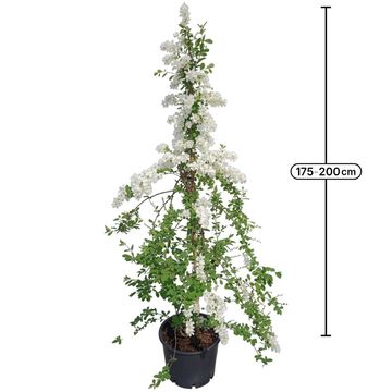 Exochorda 'The Bride'