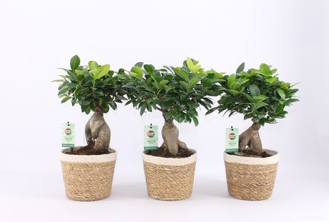 Ficus microcarpa 'Ginseng'