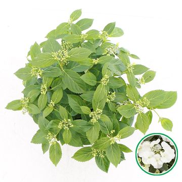 Hydrangea RUNAWAY BRIDE