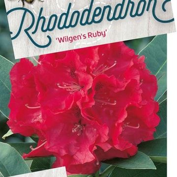 Rhododendron 'Wilgen's Ruby'