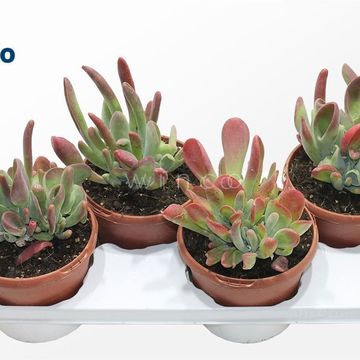 Kalanchoe luciae 'Oricula'