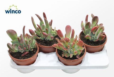 Kalanchoe luciae 'Oricula'