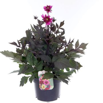 Dahlia HAPPY DAYS PURPLE