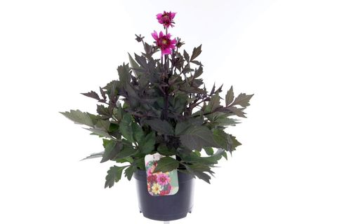 Dahlia HAPPY DAYS PURPLE