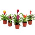 Bromelia MIX