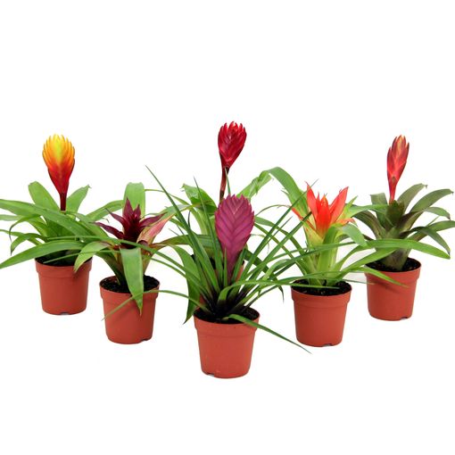 Bromelia MIX