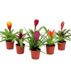 Bromelia MIX