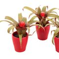 Guzmania 'Priscilla'