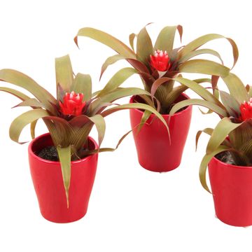 Guzmania 'Priscilla'