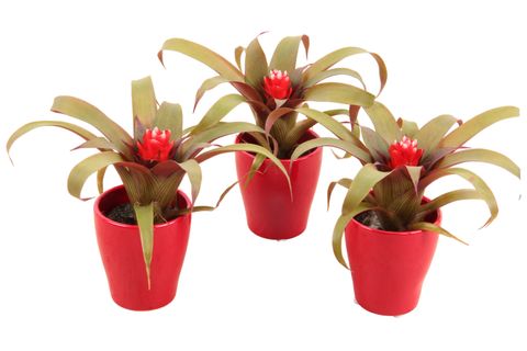 Guzmania 'Priscilla'