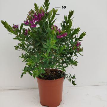 Polygala myrtifolia