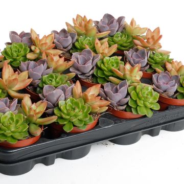 Succulents MIX IN POT