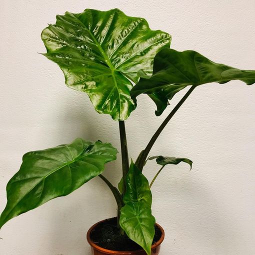 Alocasia Portodora (P17 cm H50 - 70 cm) – Plant Wholesale FlorAccess