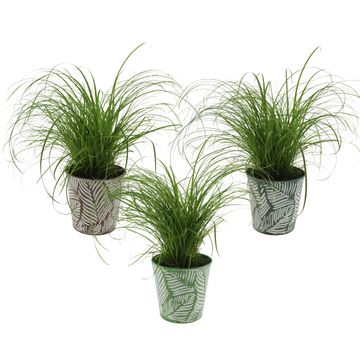 Cyperus alternifolius 'Zumula'